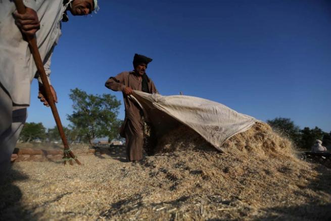 Pakistan'da buğday hasadı 2