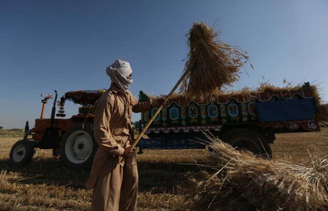 Pakistan'da buğday hasadı 7