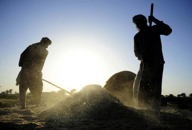 Pakistan'da buğday hasadı 8