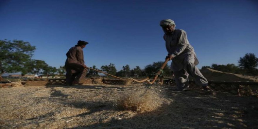 Pakistan'da buğday hasadı