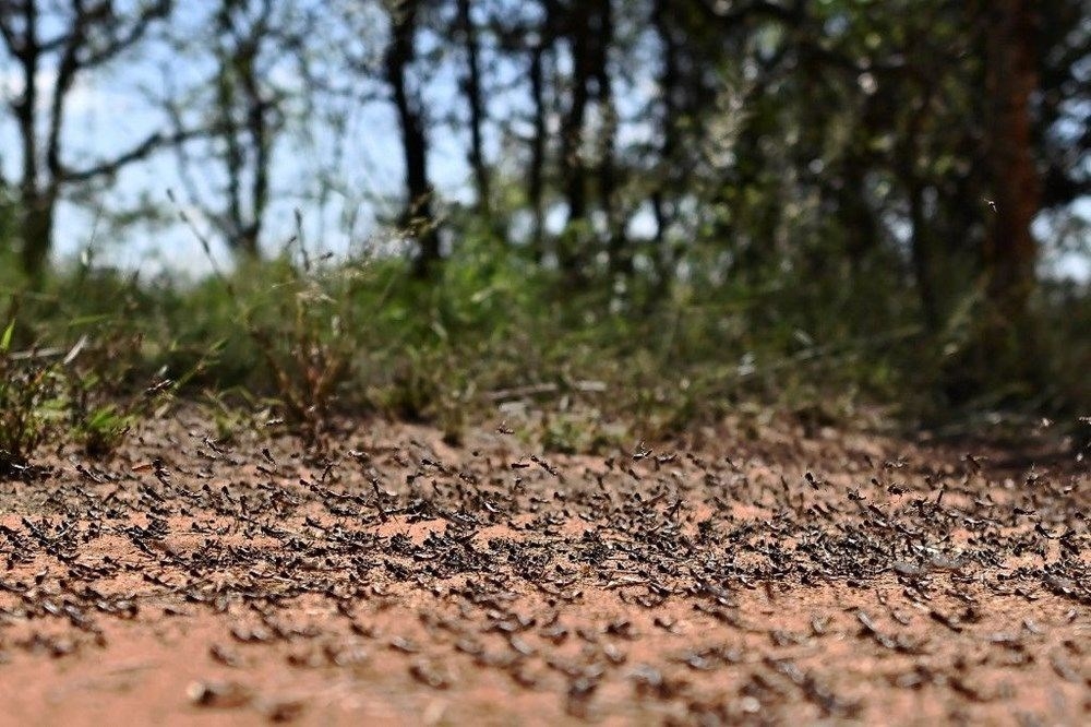 Yeni çekirge istilası kapıda! Kilometrekarede 80 milyon adete ulaşıyor