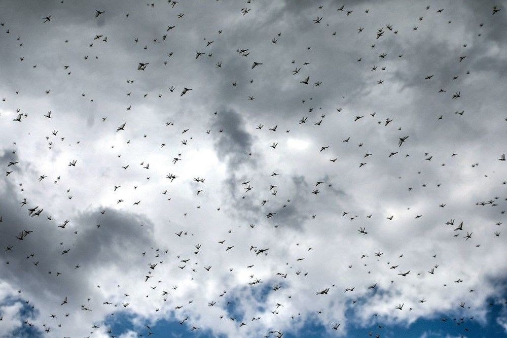 Yeni çekirge istilası kapıda! Kilometrekarede 80 milyon adete ulaşıyor