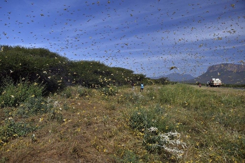 Yeni çekirge istilası kapıda! Kilometrekarede 80 milyon adete ulaşıyor