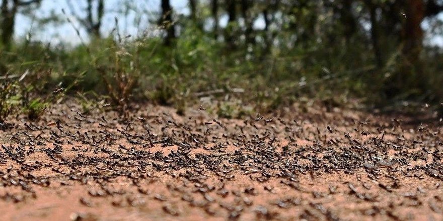 Yeni çekirge istilası kapıda! Kilometrekarede 80 milyon adete ulaşıyor
