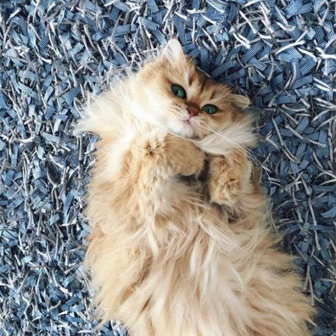 Dünyanın en fotojenik kedisi 5