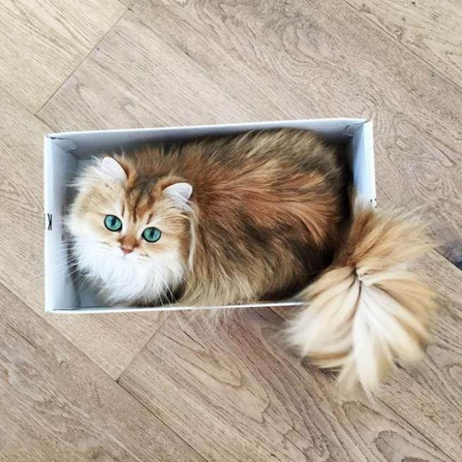 Dünyanın en fotojenik kedisi 7