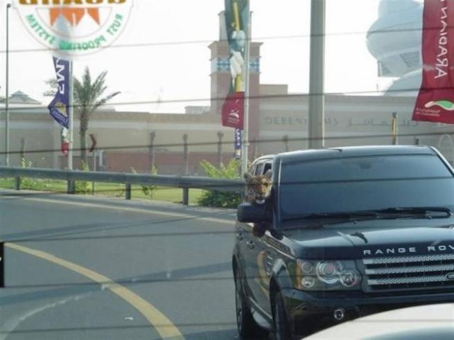 Bunlar sadece Dubai'de 12