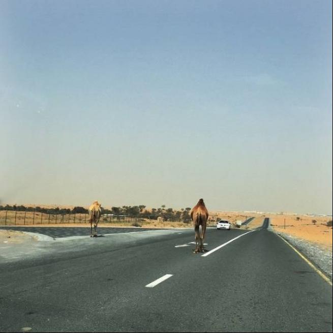 Bunlar sadece Dubai'de 21