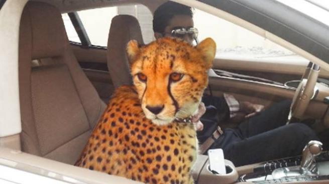 Bunlar sadece Dubai'de 31