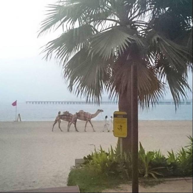 Bunlar sadece Dubai'de 6