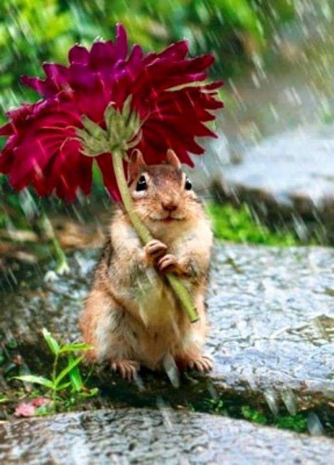 Yağmurdan korunmaya çalışan şirin hayvanlar 14