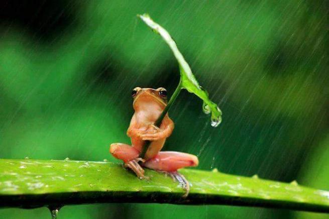 Yağmurdan korunmaya çalışan şirin hayvanlar 15