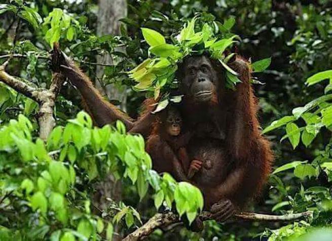 Yağmurdan korunmaya çalışan şirin hayvanlar 16