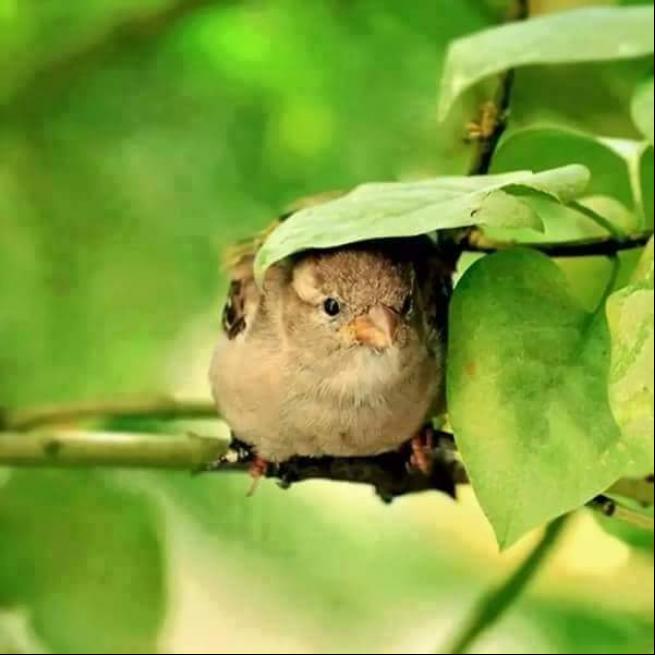 Yağmurdan korunmaya çalışan şirin hayvanlar 19