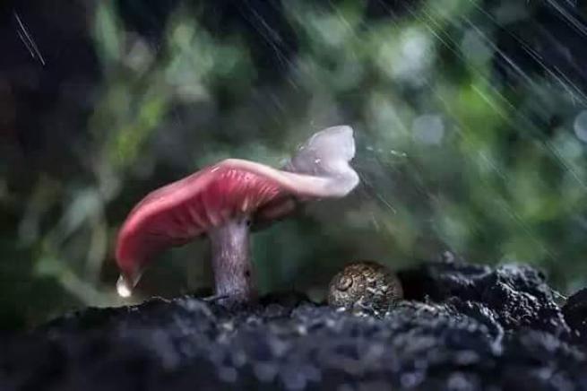 Yağmurdan korunmaya çalışan şirin hayvanlar 20