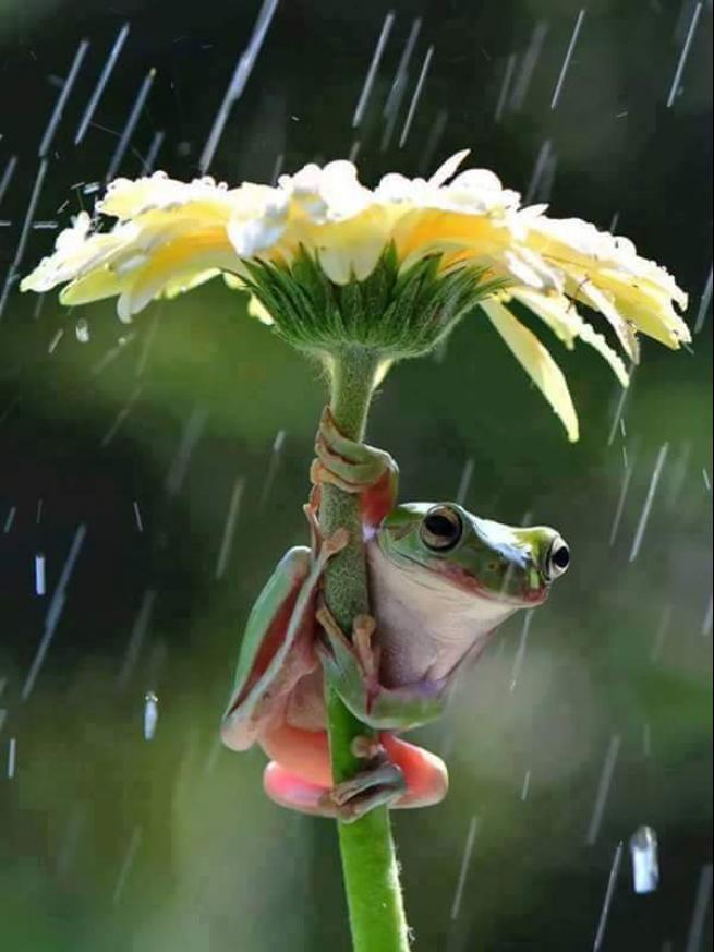 Yağmurdan korunmaya çalışan şirin hayvanlar 21