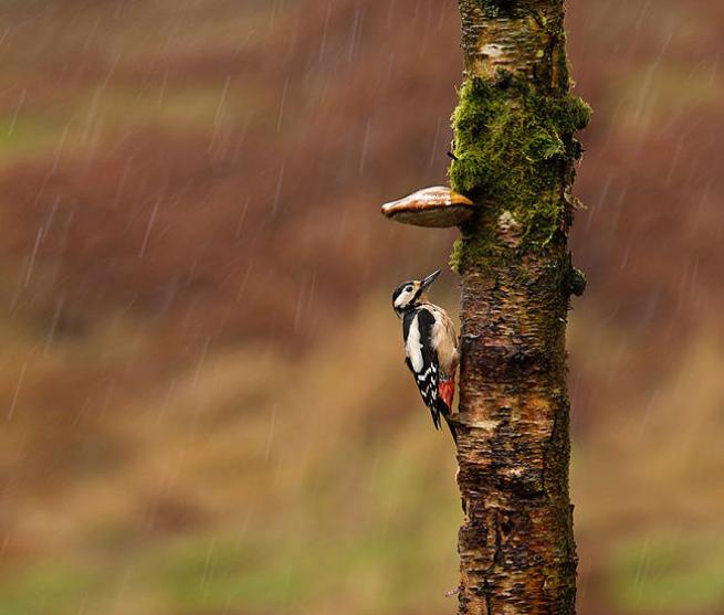 Yağmurdan korunmaya çalışan şirin hayvanlar 9