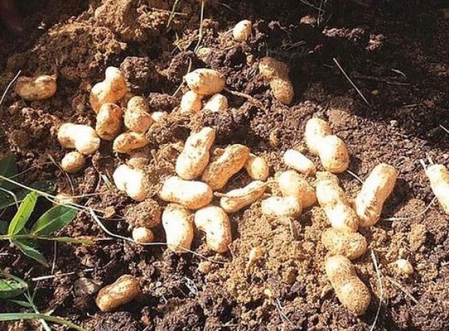 Gerçek olduğuna inanamayacağınız 20 ilginç bilgi 8