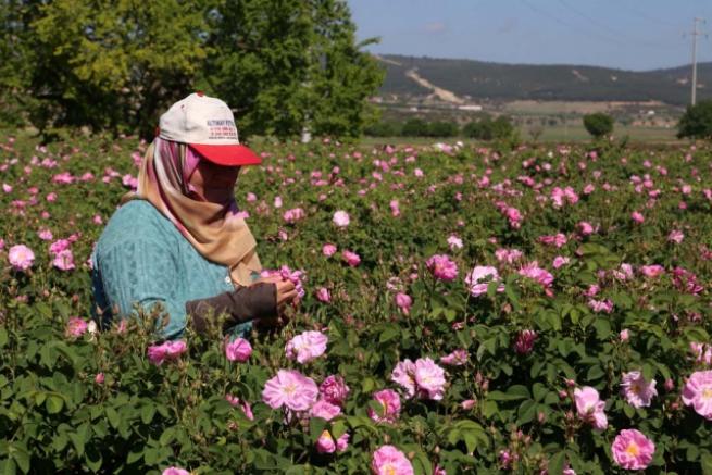 Isparta'da 'Gül mevsimi' 6
