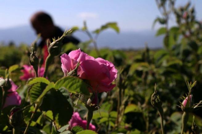 Isparta'da 'Gül mevsimi' 9