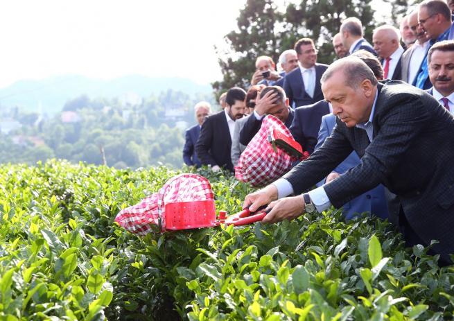 Cumhurbaşkanı Erdoğan Çay Bahçesine Girdi, Çay Kesti 12