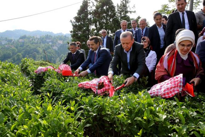 Cumhurbaşkanı Erdoğan Çay Bahçesine Girdi, Çay Kesti 3