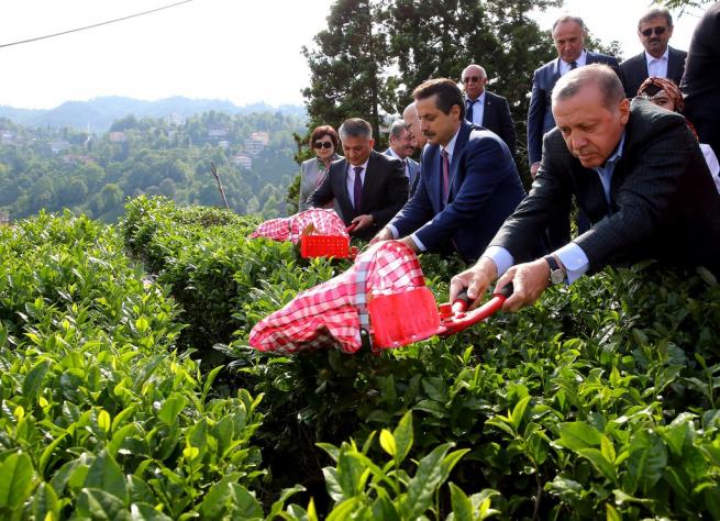Cumhurbaşkanı Erdoğan Çay Bahçesine Girdi, Çay Kesti 7
