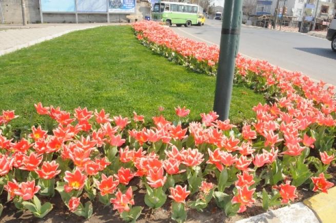 Türkiye ve Dünya'dan Bahar Manzaraları 24
