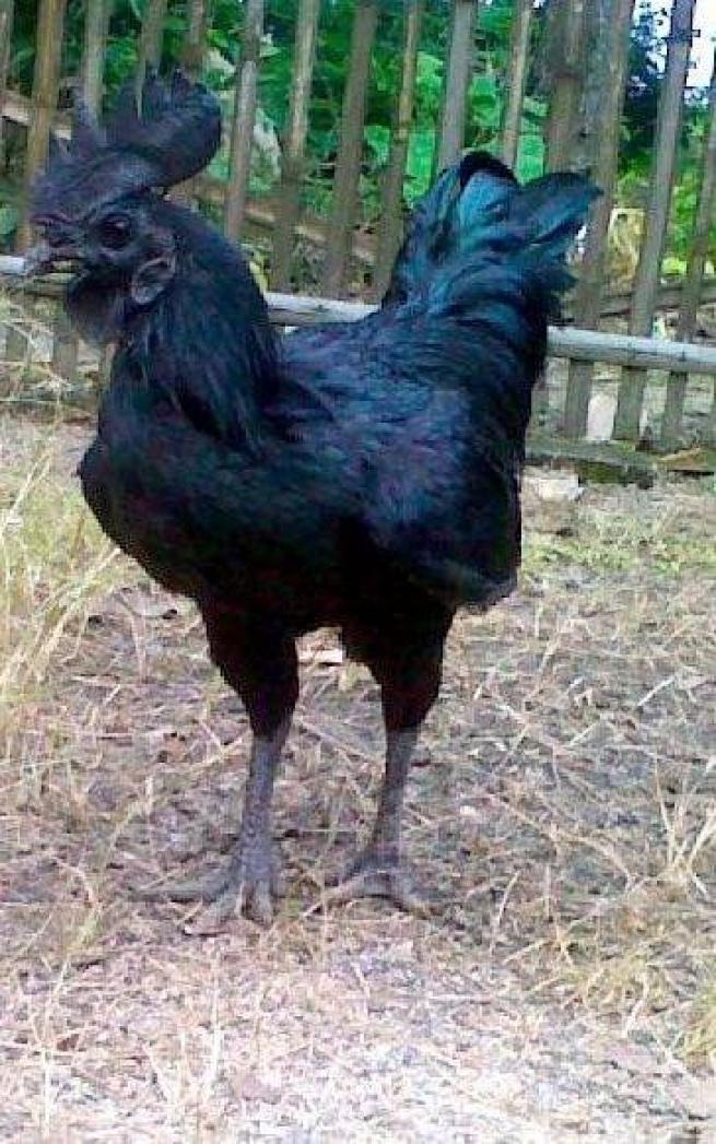 En pahalı hayvanlar 5