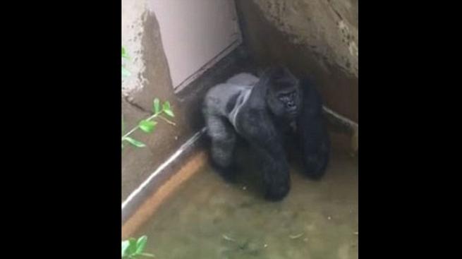 Goril olayında şaşırtan detay 1