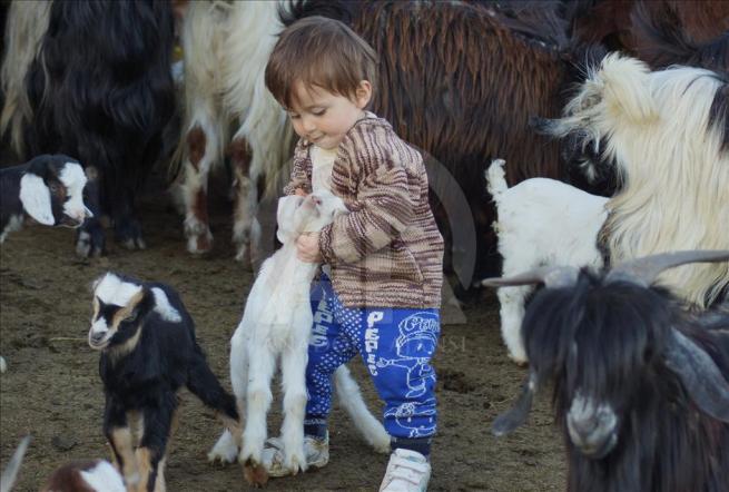Oğlaklar minik Umut'un oyun arkadaşı 2