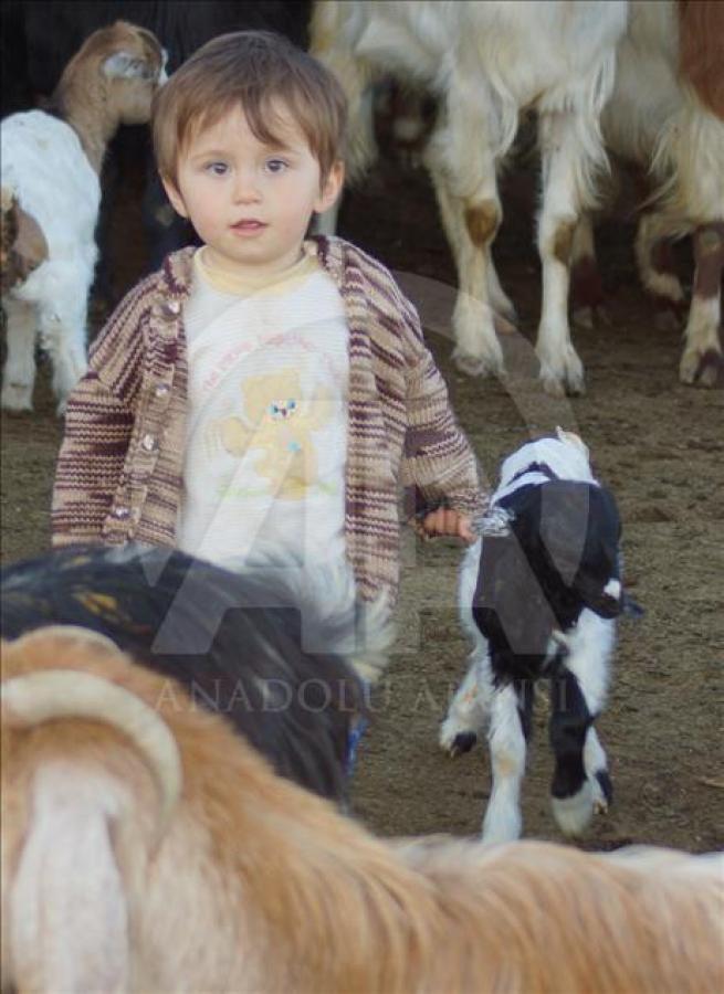 Oğlaklar minik Umut'un oyun arkadaşı 5