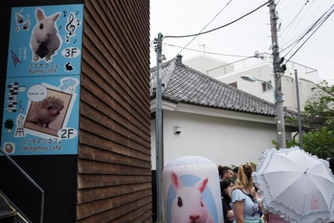 Tokyo'da Kirpi Kafe 2