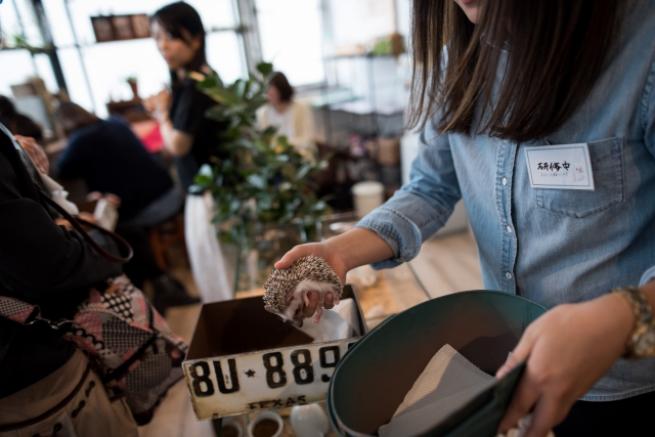 Tokyo'da Kirpi Kafe 5