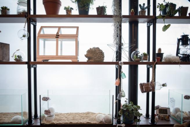 Tokyo'da Kirpi Kafe 8