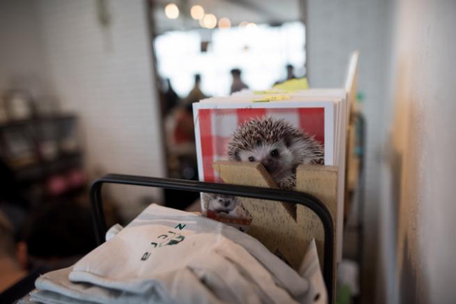 Tokyo'da Kirpi Kafe 9