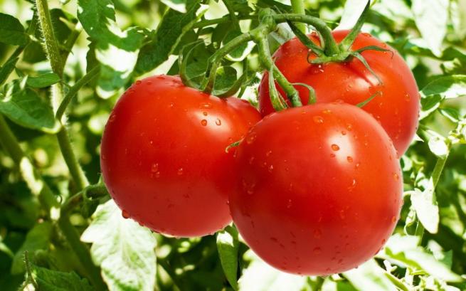 Kansere karşı koruyucu kalkan olan besinler 3