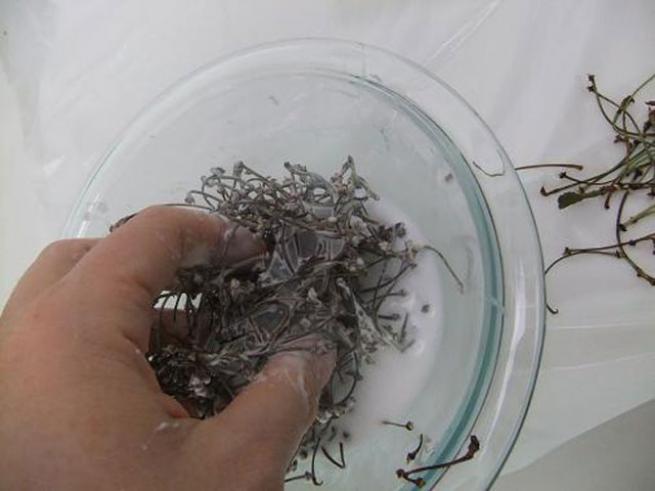 Zayıflamanızı sağlayan kiraz sapı çayı 1