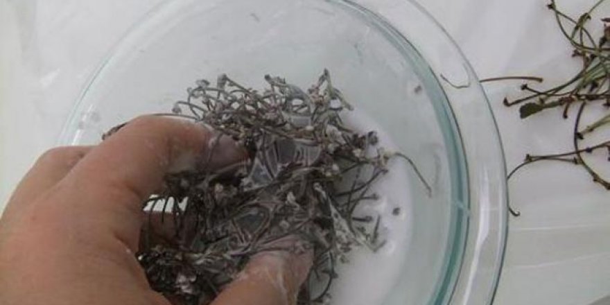 Zayıflamanızı sağlayan kiraz sapı çayı