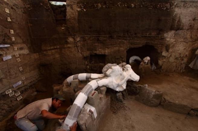 Meksika'da 14 bin yıllık mamut fosili bulundu 5