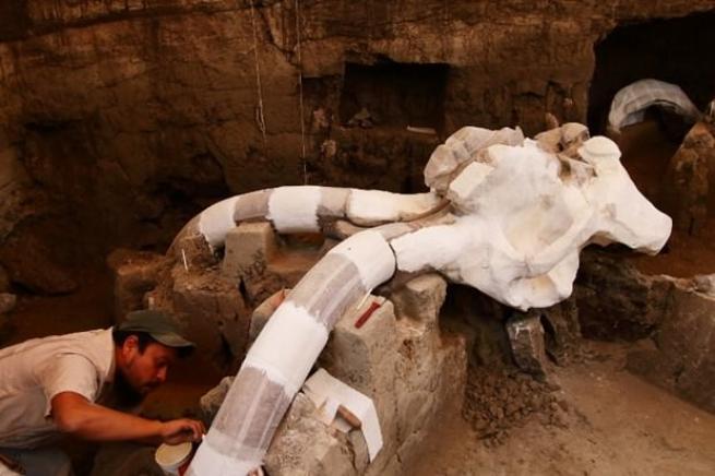 Meksika'da 14 bin yıllık mamut fosili bulundu 7