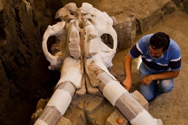 Meksika'da 14 bin yıllık mamut fosili bulundu 9