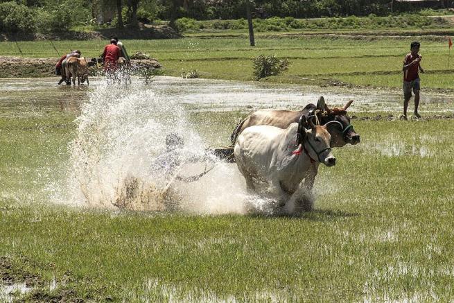 Hindistan’da büyükbaş hayvan yarışları 1