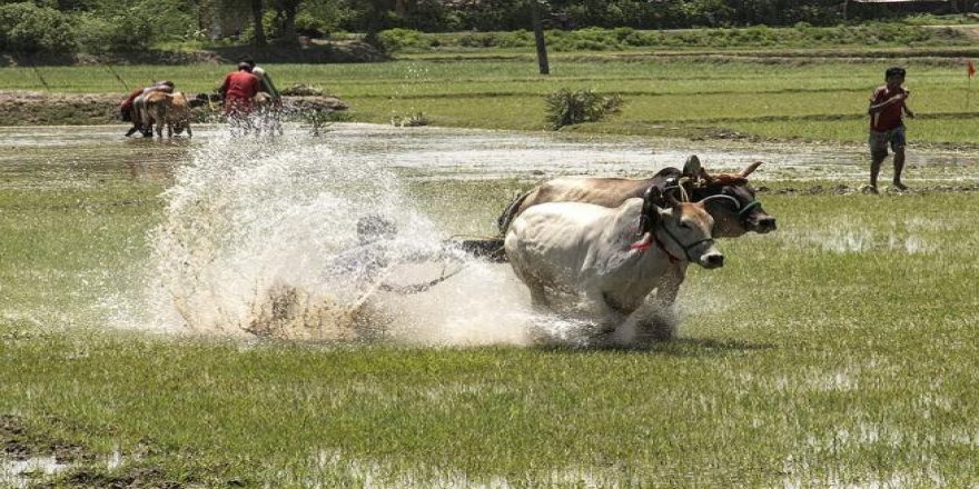 Hindistan’da büyükbaş hayvan yarışları