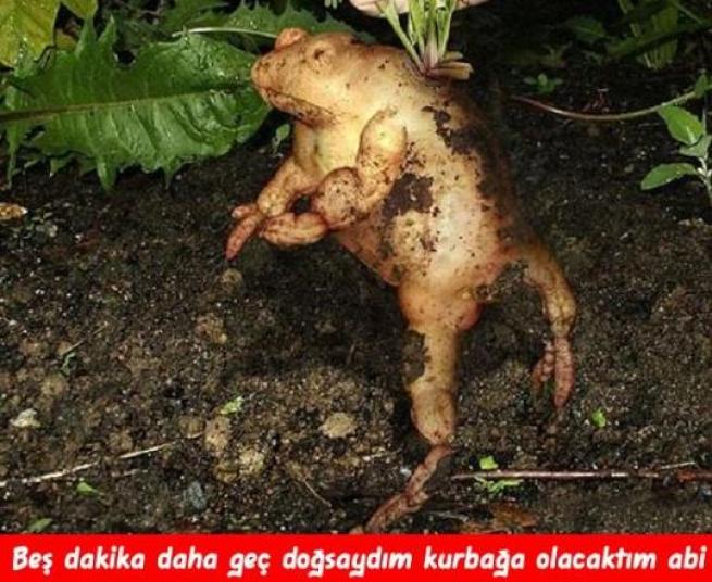 Meyveler Sebzeler Dile geldi! 12