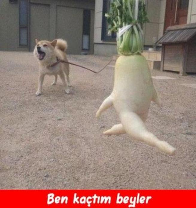 Meyveler Sebzeler Dile geldi! 15