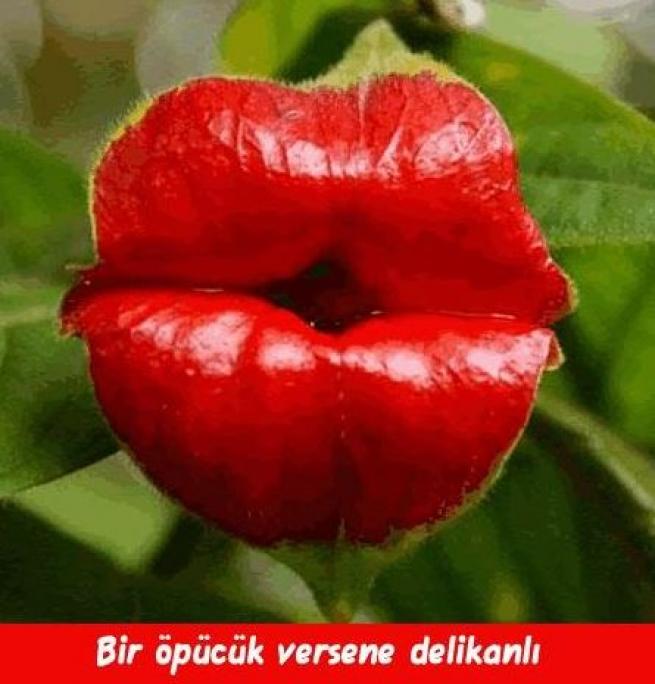 Meyveler Sebzeler Dile geldi! 19