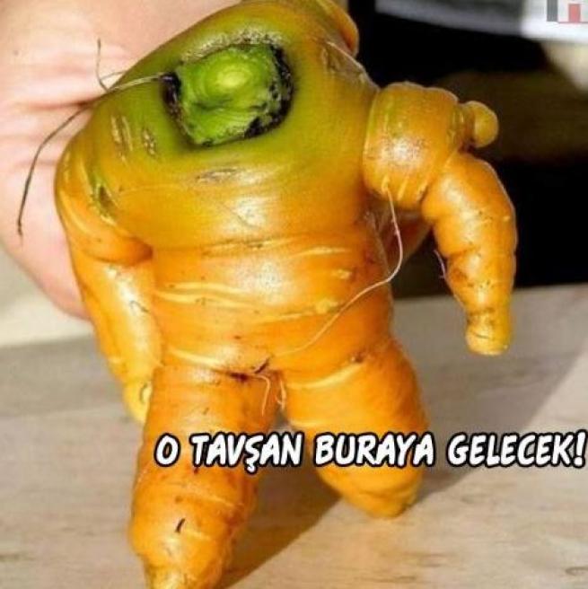 Meyveler Sebzeler Dile geldi! 7