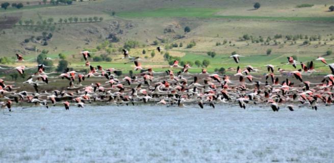 Burdur'da 5 bin flamingo 1