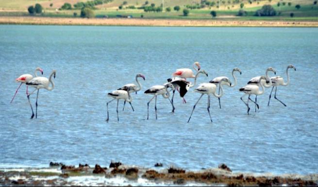Burdur'da 5 bin flamingo 2